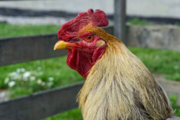 Contoh Kerusakan Mesin Pencabut Bulu Ayam