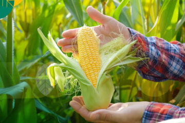 kapan jagung siap untuk dipipil