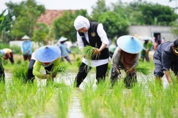 bagaimana cara menanam padi lebih cepat