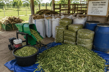 cara menyimpan rumput hasil cacahan